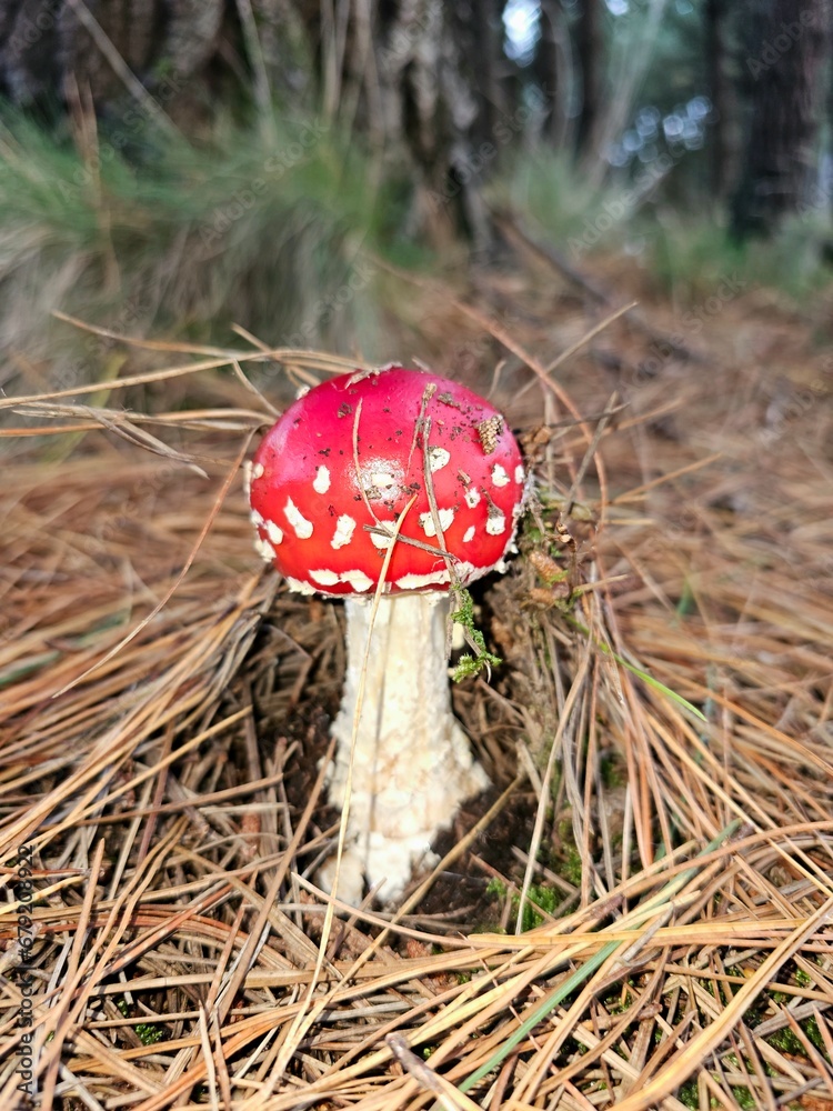 baby fly agaric mushroom baby fly agaric mushroom