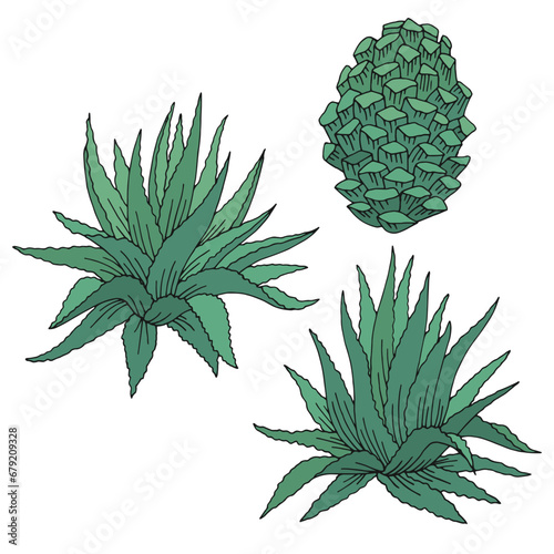 Cactus blue agave graphic color isolated sketch set illustration vector