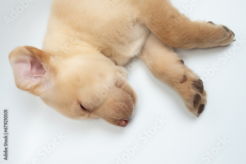 Cute draming labrador cub