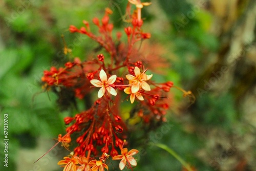 Adorned by delicate bokeh lights, this crimson flower exudes a timeless allure, a testament to nature's perpetual charm