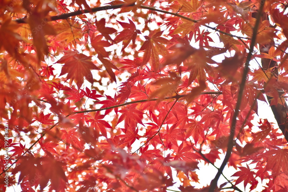 紅葉　もみじ　モミジ　秋　尾関山公園　広島
