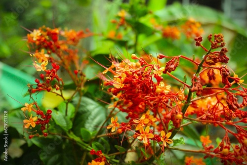  In the soft embrace of bokeh lights, this vibrant red blossom sings a symphony of natural beauty, captivating the soul