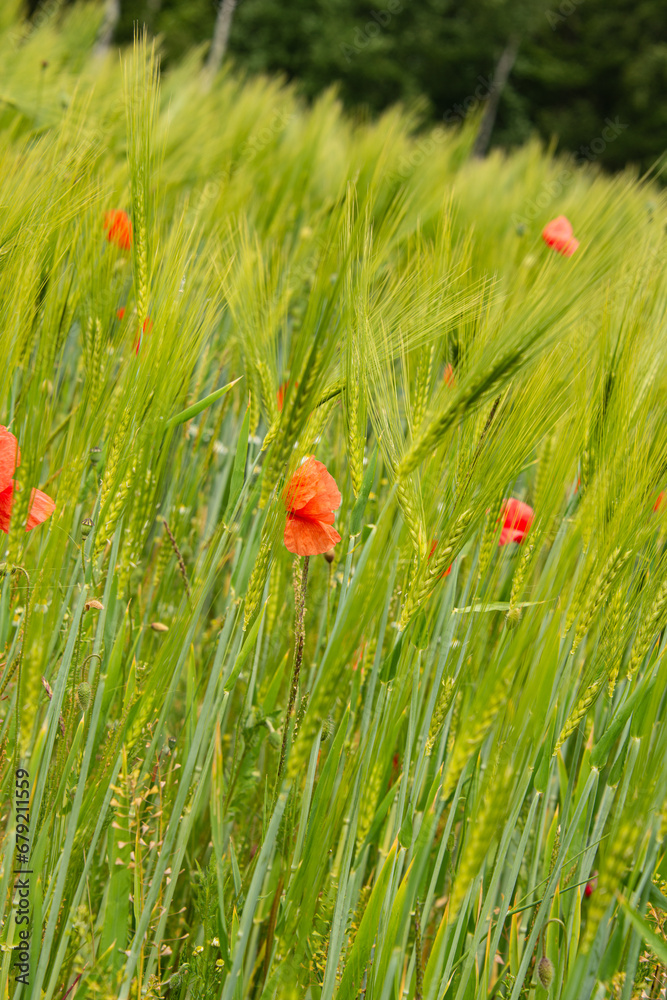 Winterweizen und Mohnblumen - rote Sprenkel im grünen Feld