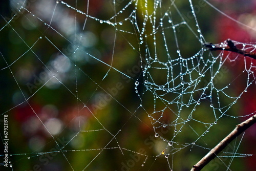 蜘蛛の巣 クモの巣 水滴 雫 尾関山公園 広島 
