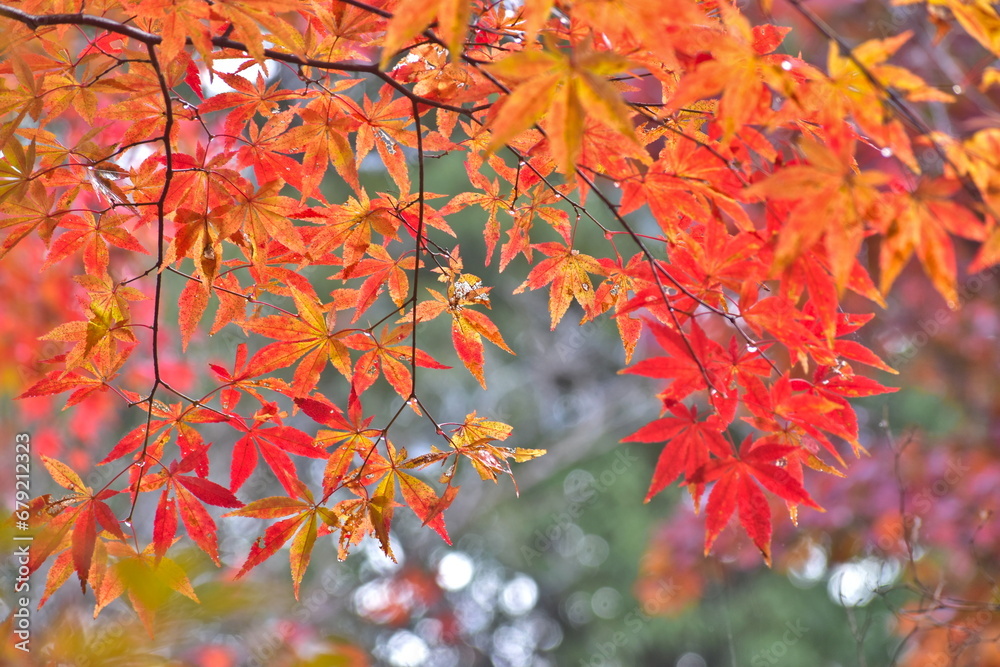 紅葉　もみじ　モミジ　秋　尾関山公園　広島
