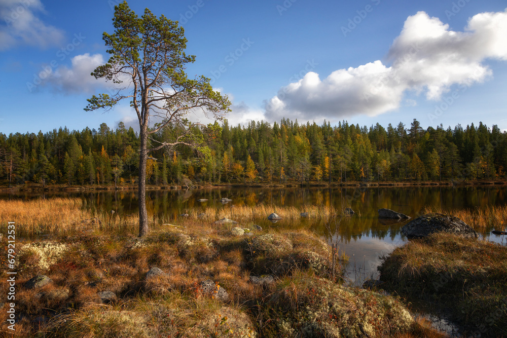 Summer Landscape with swamp and pines. Arctic. Russia
