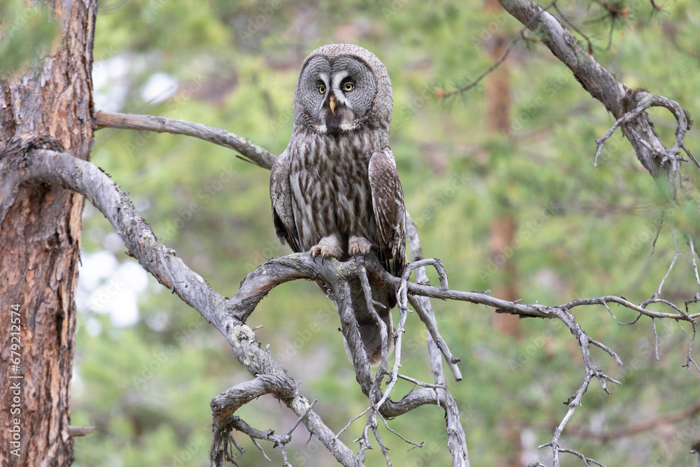 Fototapeta premium Great gray owl sitting on a tree branch on summer
