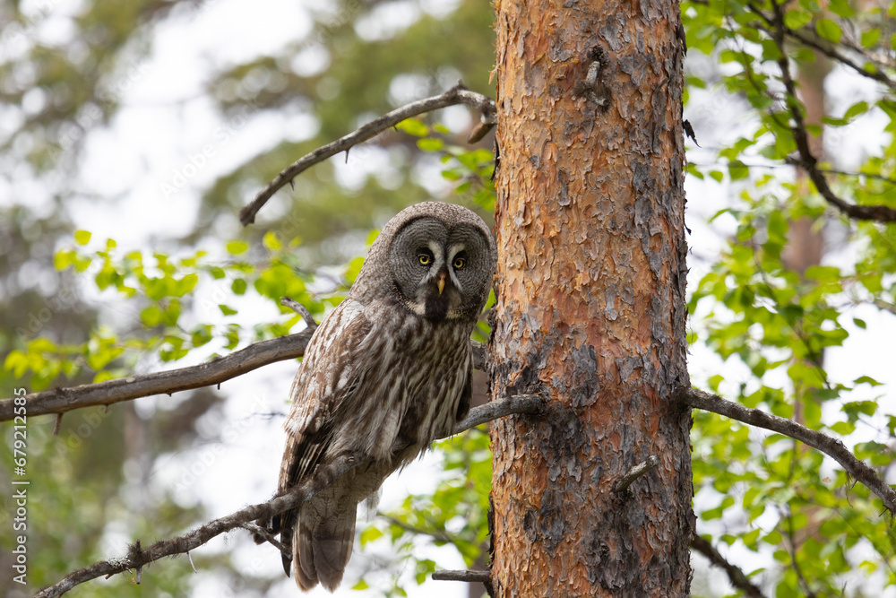 Great gray owl sitting on a tree branch on summer Great gray owl sitting on a tree branch on summer