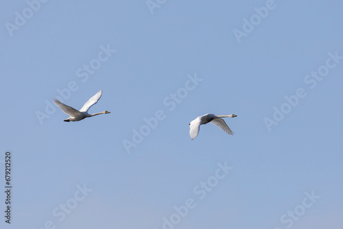 two swans flying in the sky
