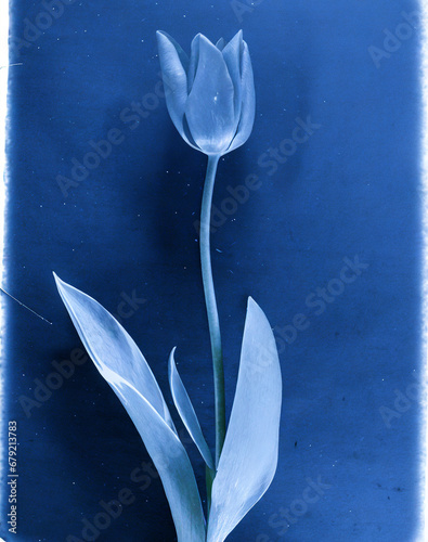 a flat scan of a cyanotype of a white flowers with blue paper texture