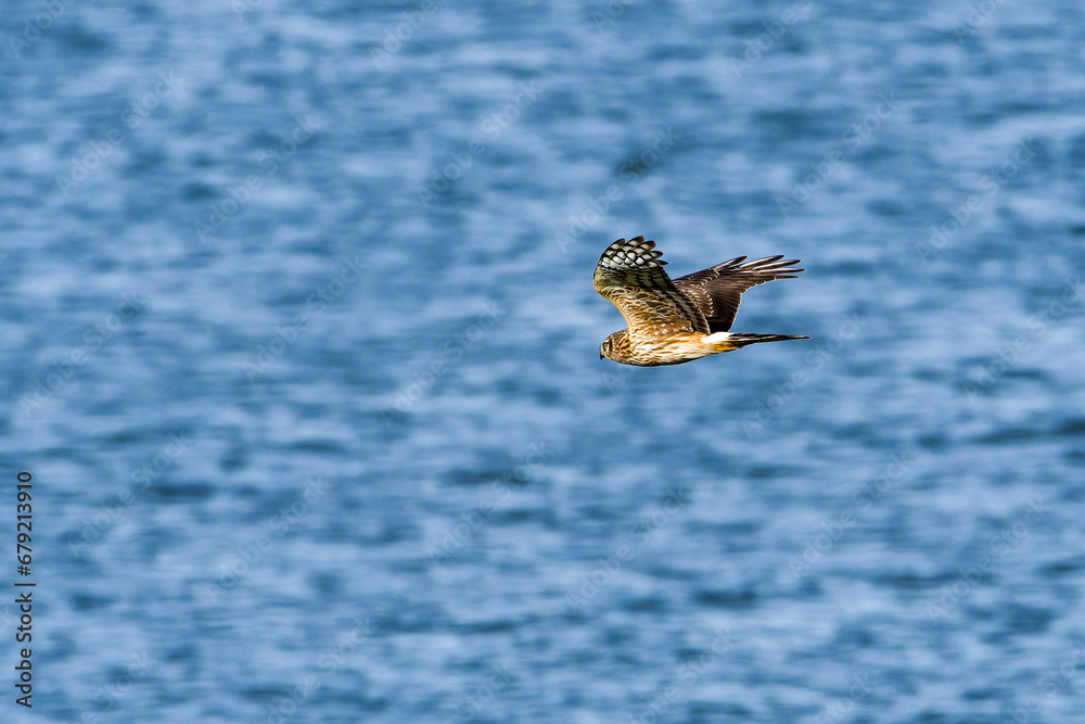 Weibliche Kornweihe ( Circus cyaneus )	

