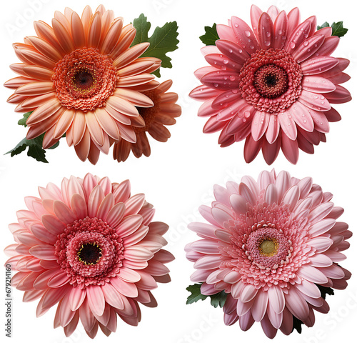 Gerbera is a genus of plants in the family Asteraceae  top view