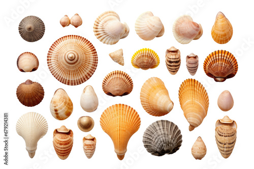 a collection of seashells isolated on a transparent background, generative ai photo