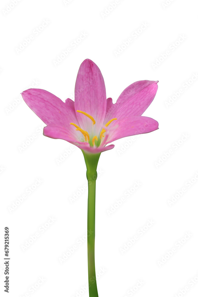 A Single flower with complete transparent A Single flower with complete transparent