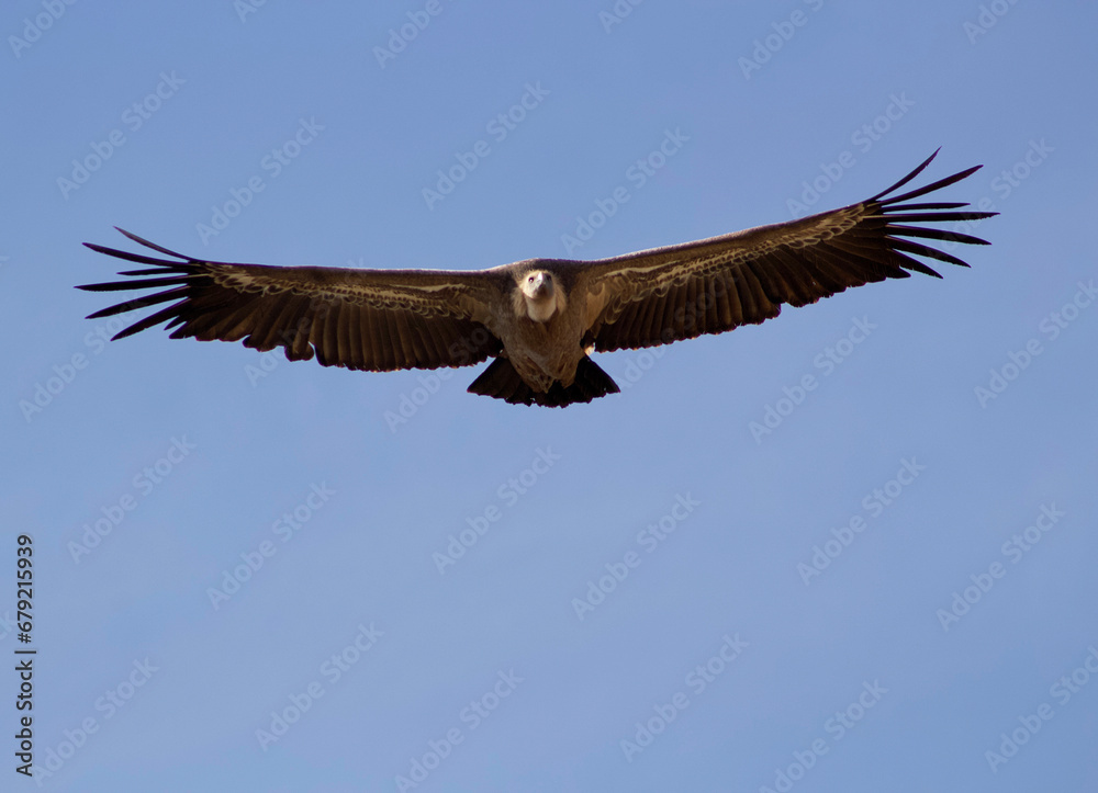 Obraz premium Vulture in flight