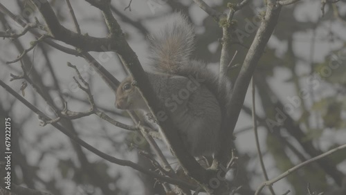 European Grey Squirrel clinging to branch on windy day