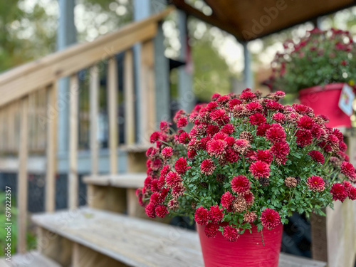 Mums and flowers in a garden