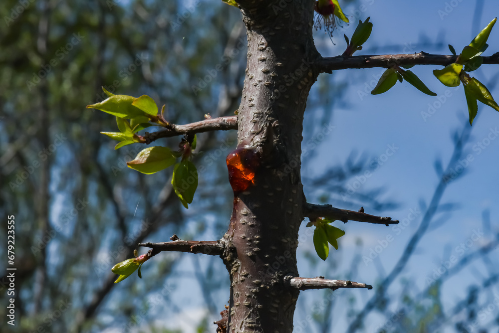 Tree resin on a young apricot tree Tree resin on a young apricot tree