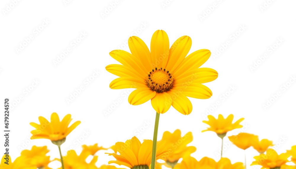 yellow daisy flower isolated on transparent background cutout yellow daisy flower isolated on transparent background cutout