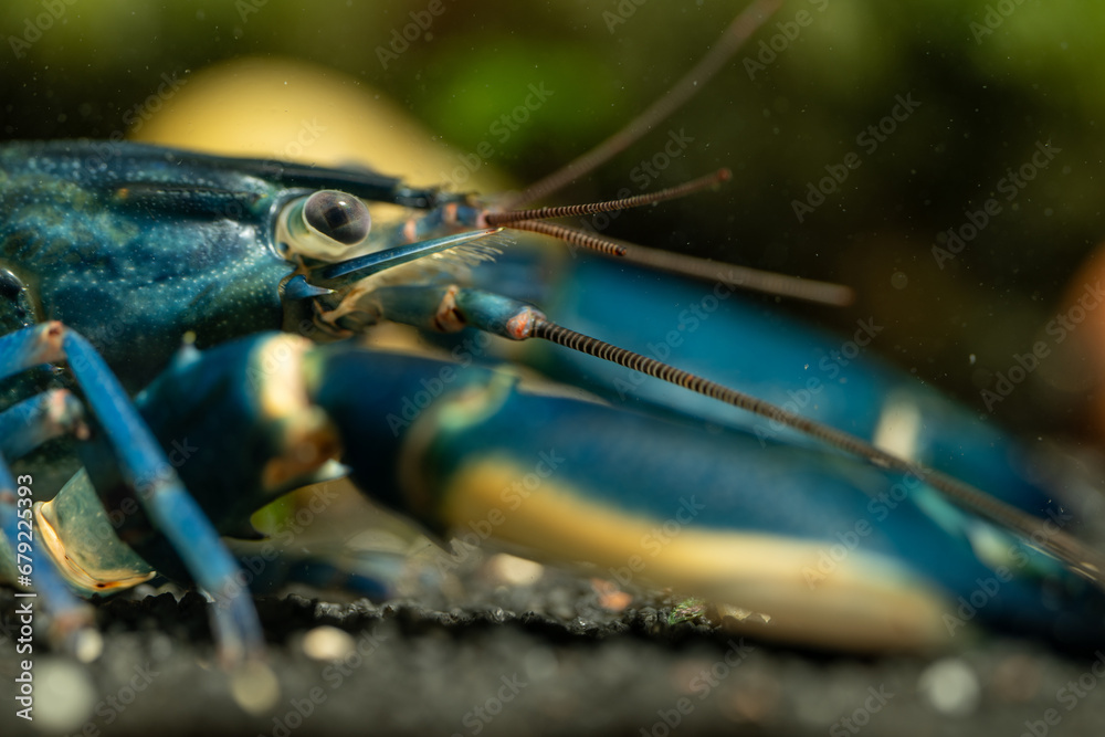 Portrait of a blue moon crayfish under the surface. Portrait of a blue moon crayfish under the surface.