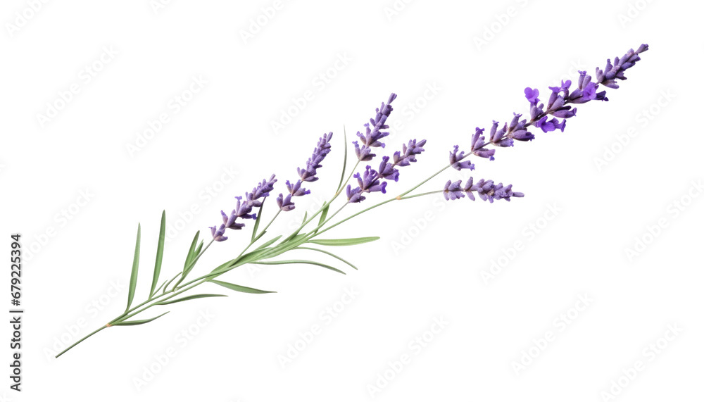 Naklejka premium lavender flowers isolated on transparent background cutout