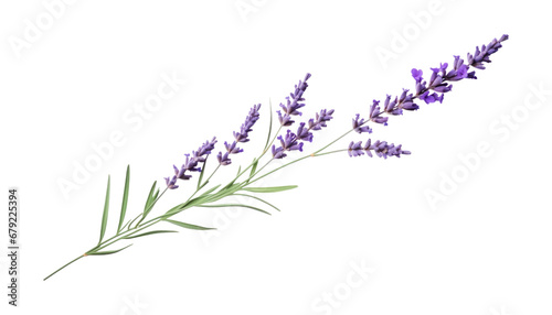 lavender flowers isolated on transparent background cutout