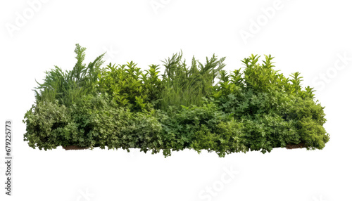 green bush isolated on transparent background cutout