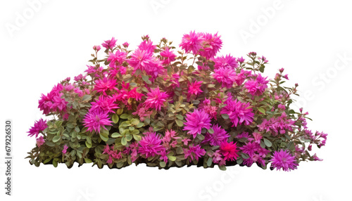 bunch of pink flowers isolated on transparent background cutout © Papugrat