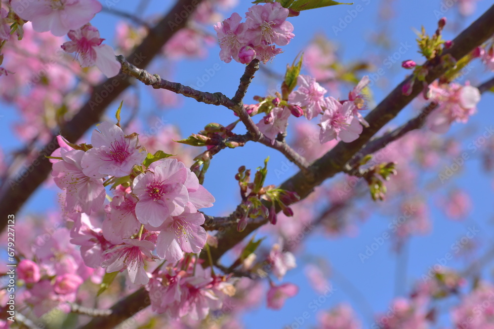 河津桜 笠戸島 春 山口 河津桜 笠戸島 春 山口
