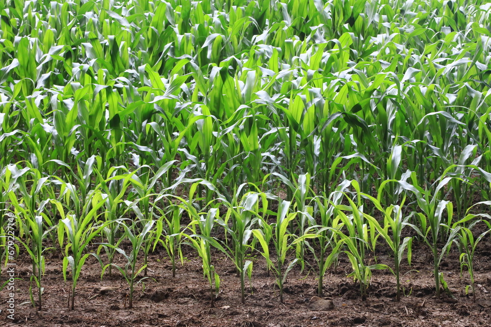 Corn on stalks/husks closeup