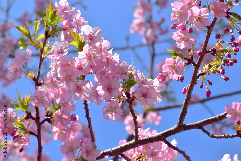 Obraz premium 河津桜 笠戸島 春 山口