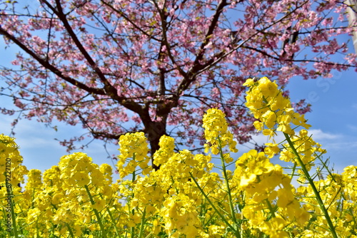 Fototapeta Naklejka Na Ścianę i Meble -  菜の花　海沿い　笠戸島　春　河津桜