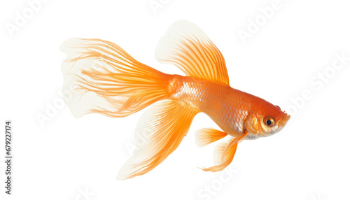 goldfish isolated on transparent background cutout