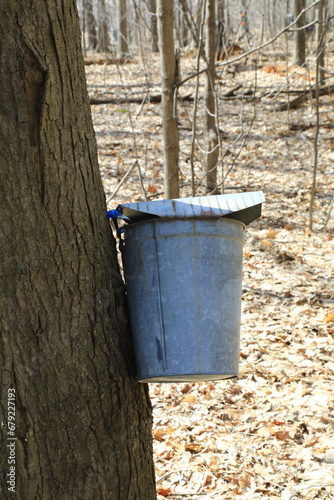 Maple syrup bucket taping the tree