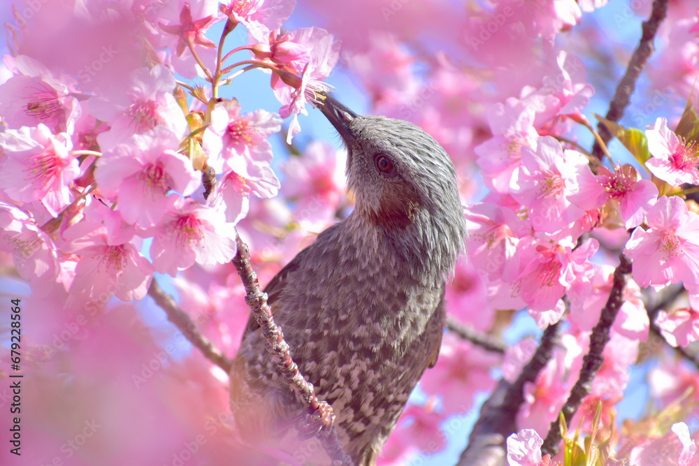 山口　萩　親水公園　河津桜　親水公園河津桜　春