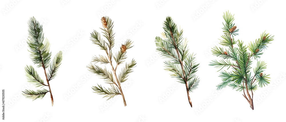 Set of fir and pine branches with snow on transparent background