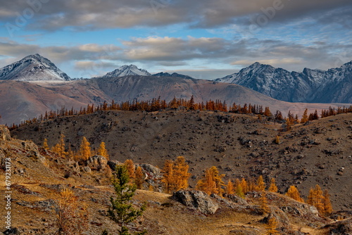 Russia. The South of Western Siberia, the Altai Mountains. Lonely autumn larches in the desert rocky steppe along the Chui tract near the village of Kurai.