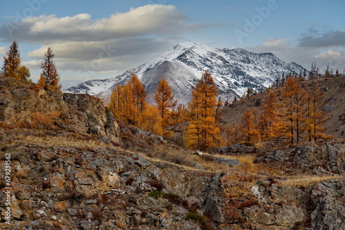 Russia. The South of Western Siberia, the Altai Mountains. Lonely autumn larches in the desert rocky steppe along the Chui tract near the village of Kurai.