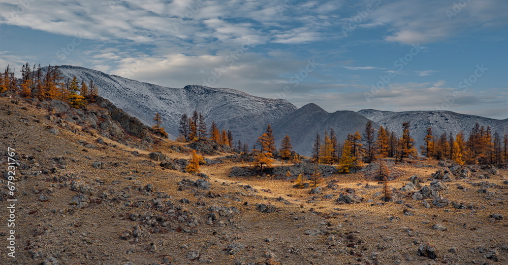 Russia. The South of Western Siberia, the Altai Mountains. Lonely autumn larches in the desert rocky steppe along the Chui tract near the village of Kurai. - obrazy, fototapety, plakaty 