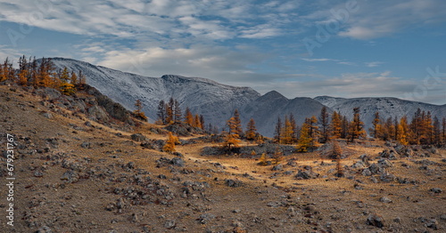Russia. The South of Western Siberia, the Altai Mountains. Lonely autumn larches in the desert rocky steppe along the Chui tract near the village of Kurai. photo