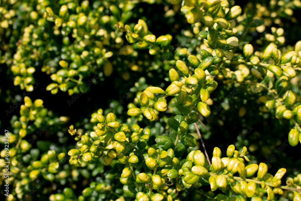 Close up view of Japanese holly plant (Ilex crenata - Aquifoliaceae) background. Beautiful plant wallpaper.