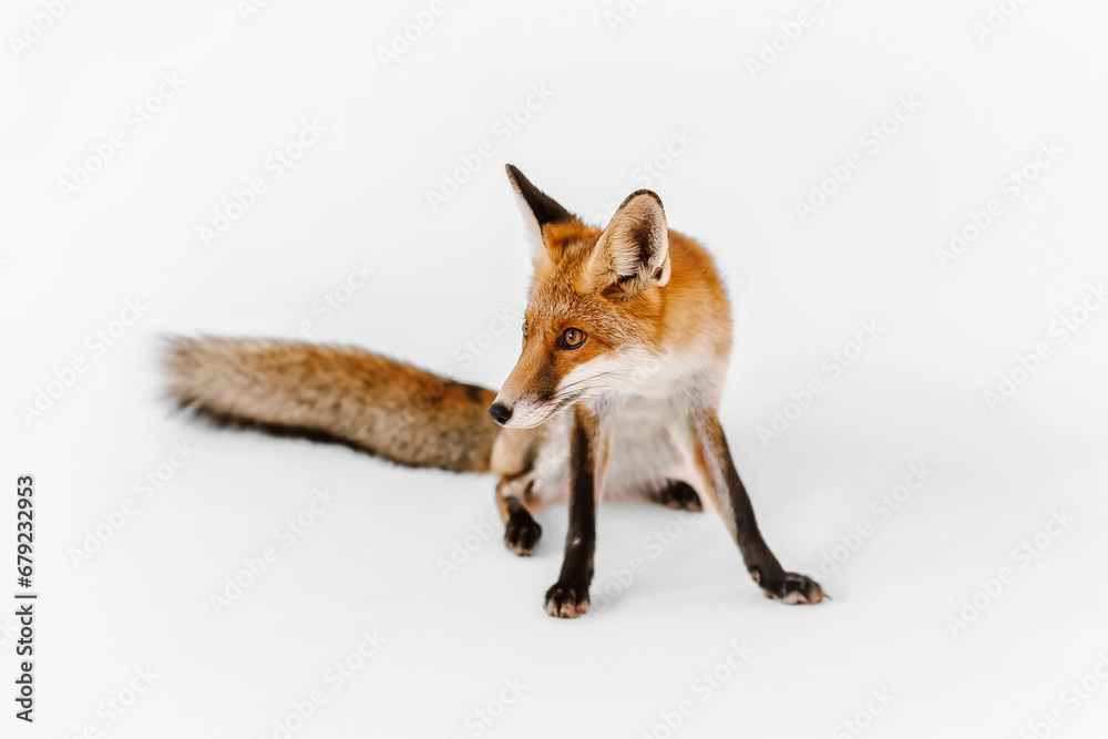 Red small fox on white background in studio. Red small fox on white background in studio.