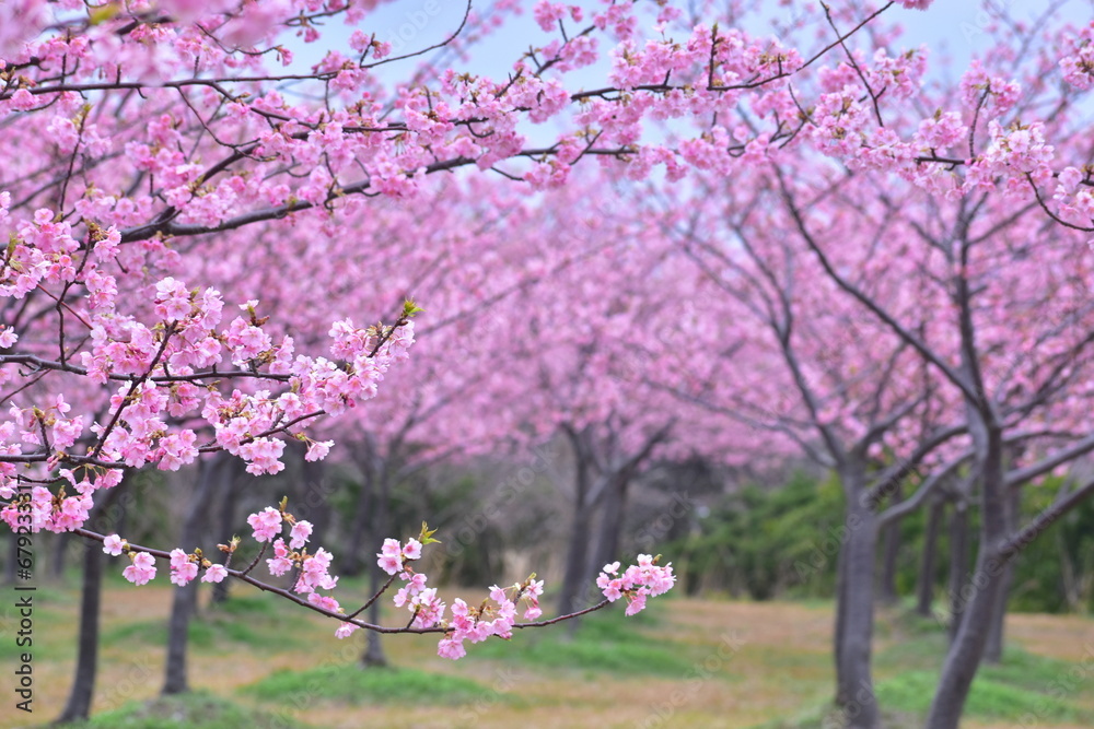 島根 大根島 河津桜 八束千本桜公園 春 島根 大根島 河津桜 八束千本桜公園 春
