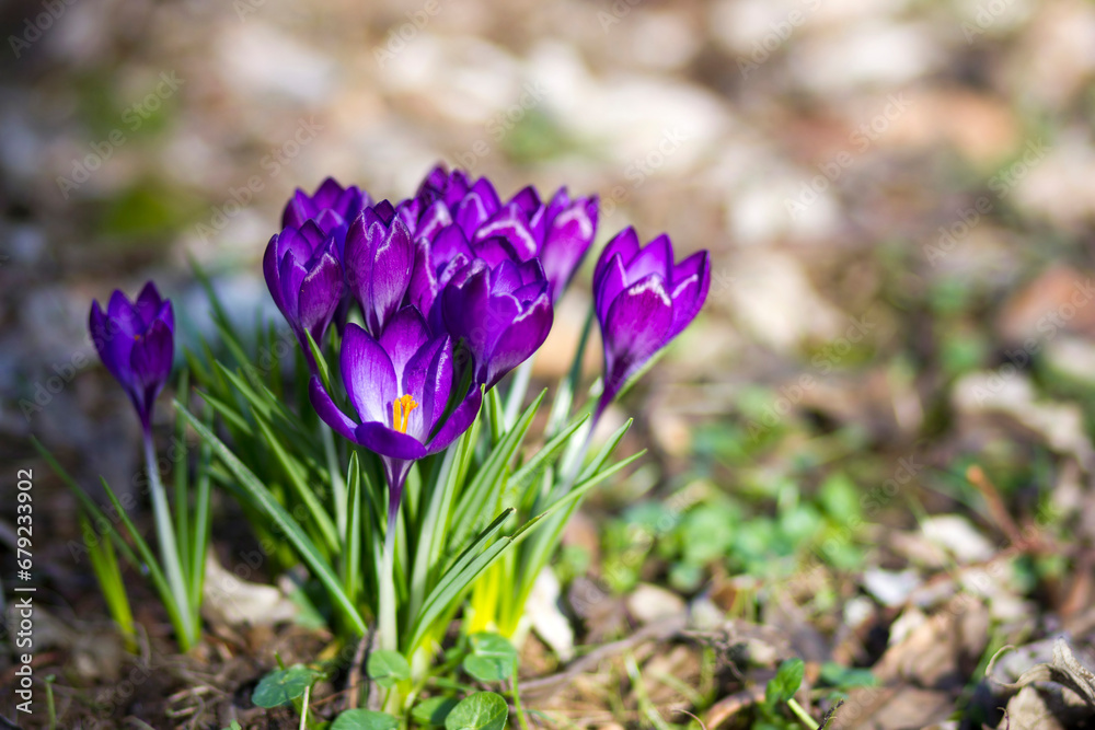 crocus flowers in the garden - spring flowers crocus flowers in the garden - spring flowers
