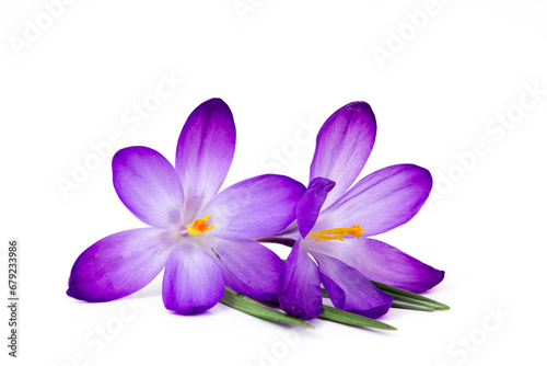 crocus - one of the first spring flowers