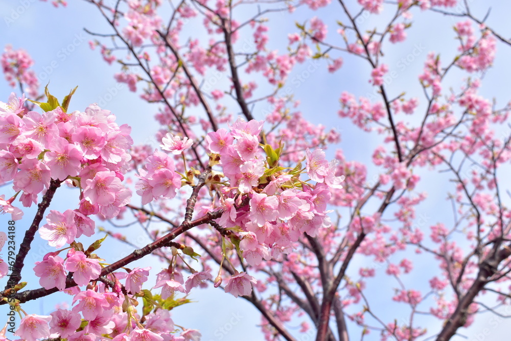 島根 大根島 河津桜 八束千本桜公園 春 島根 大根島 河津桜 八束千本桜公園 春