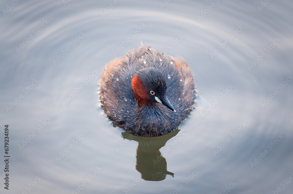 Obraz premium Little Grebe