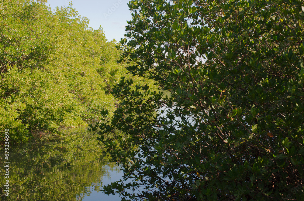 Bright green and shaded green tree on bay mangrove water sunny day Florida with reflections Bright green and shaded green tree on bay mangrove water sunny day Florida with reflections