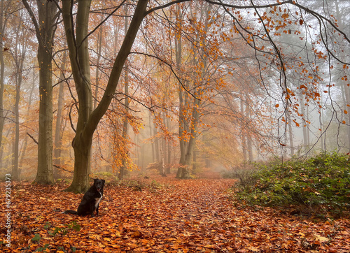 Autumn Fall in the forest