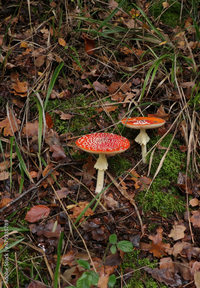Fly Agaric, red mushroom in the forest Fly Agaric, red mushroom in the forest